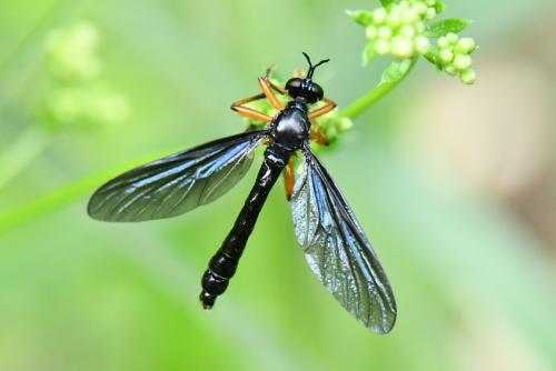 Dioctria oelandica